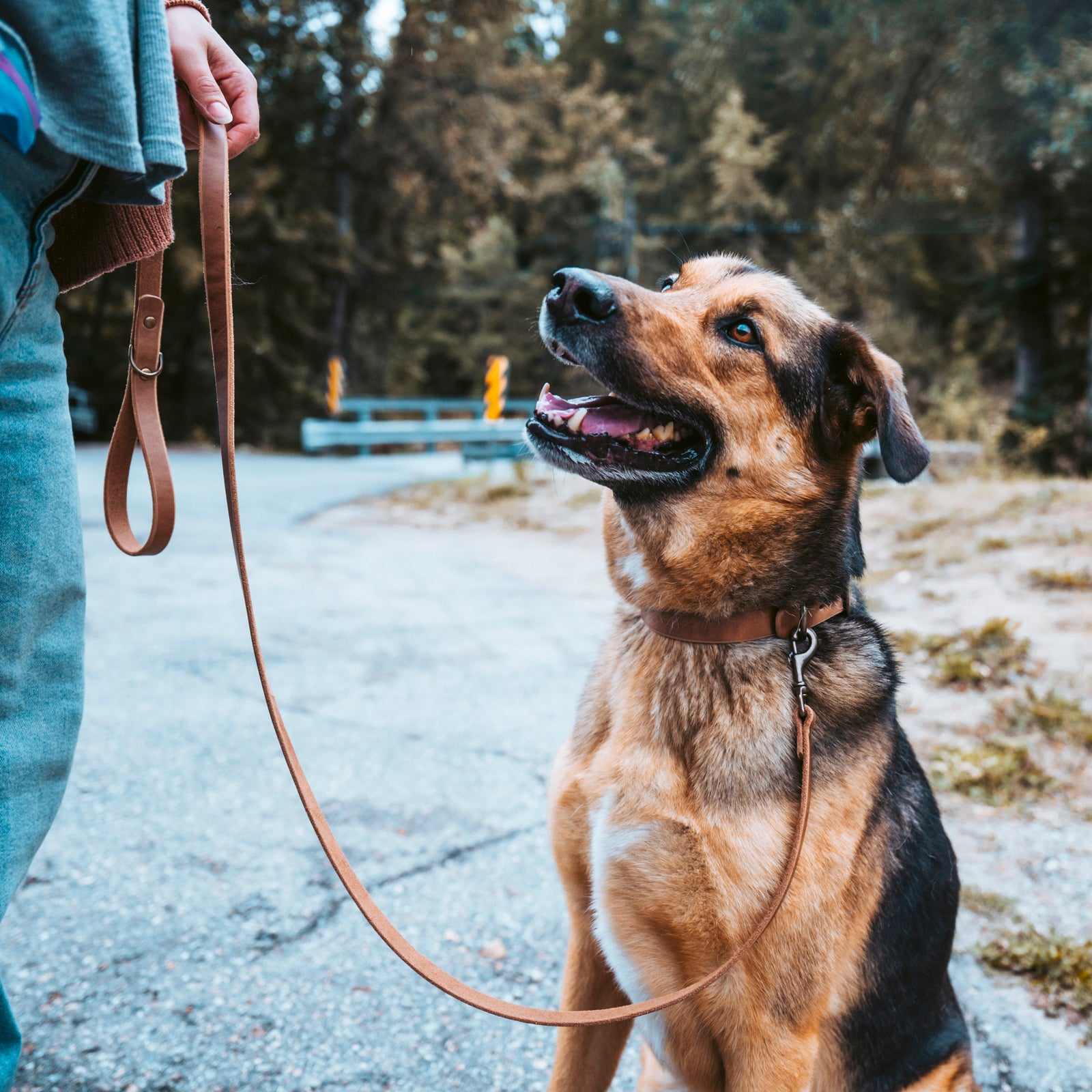 Dog wearing a leather collar and leash