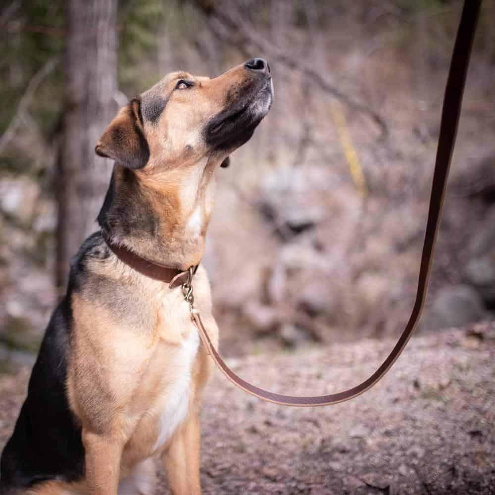 Heritage Brown Dog Leash Durable Rugged for Everyday Use Popov Leather